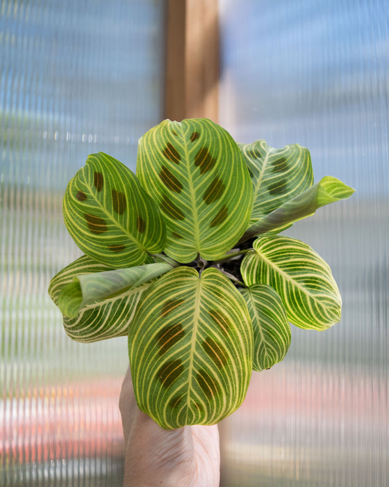 Maranta Leuc' 'Fantasy' - 4"