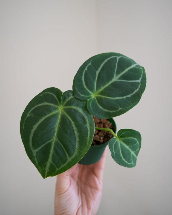 Anthurium 'Dorayaki x Dressleri' - 3"