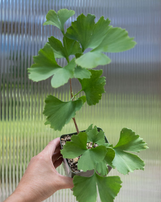 Gingko Biloba 'Maidenhair Tree' - 4"