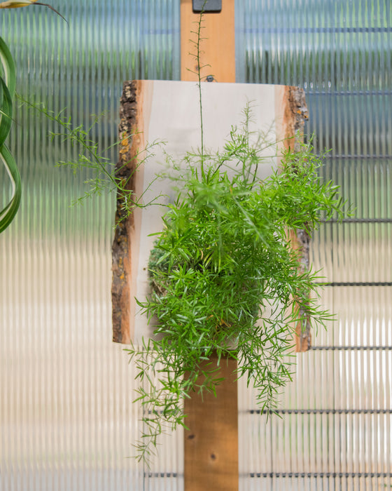 Sprenger's Asparagus Fern - Mount