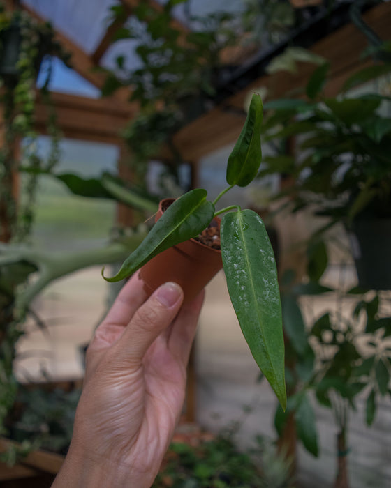 Anthurium 'Warocqueanum' - 2"