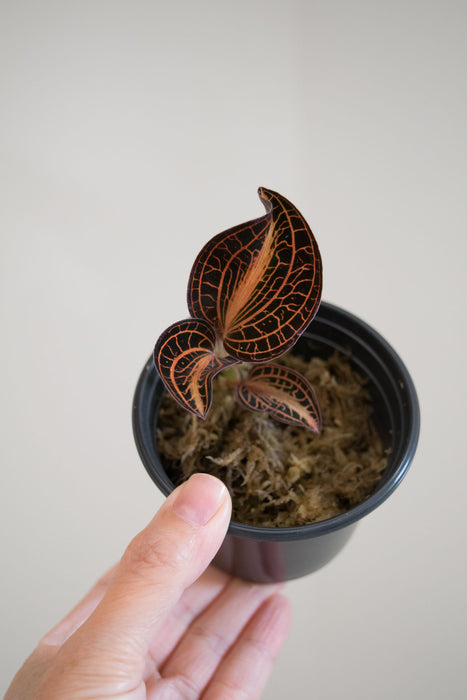 Anoectochilus Siamensis 'White Center'  'Jewel Orchid' - 2"