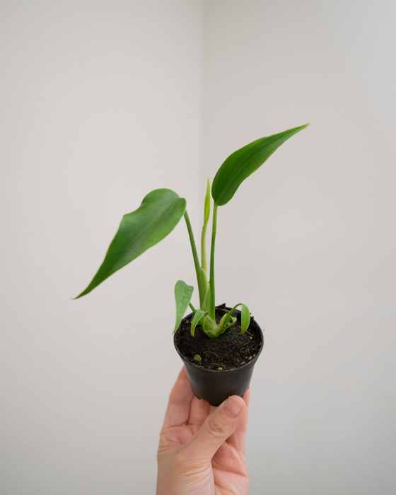 Monstera 'Burle Marx Flame' - 2"