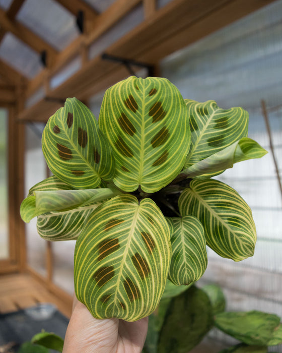 Maranta Leuc' 'Fantasy' - 4"