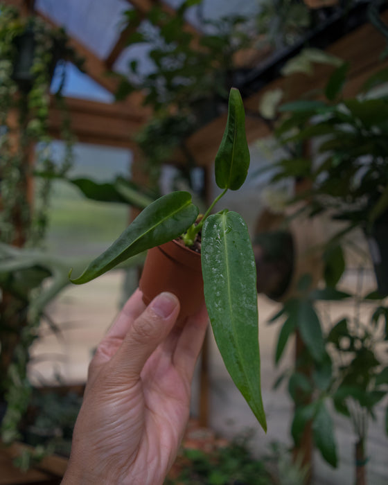 Anthurium 'Warocqueanum' - 2"