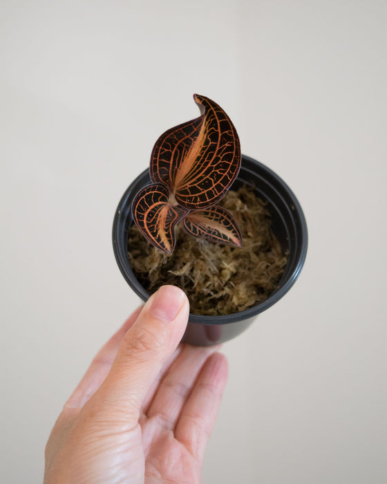 Anoectochilus Siamensis 'White Center'  'Jewel Orchid' - 2"