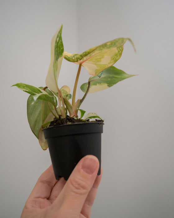 Philodendron Gloriosum 'Variegata' - 2"