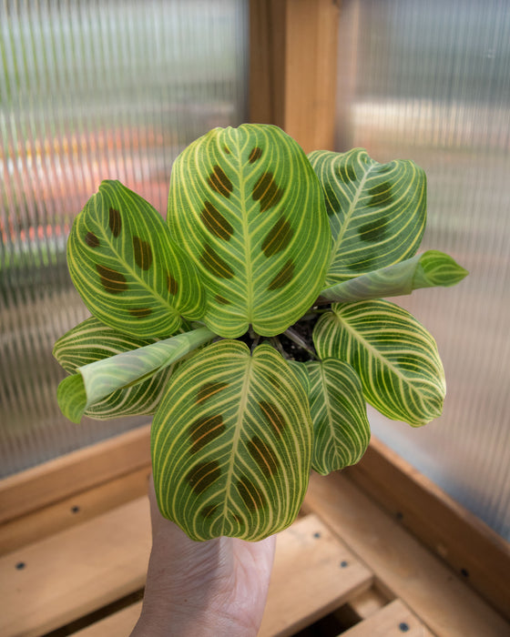 Maranta Leuc' 'Fantasy' - 4"