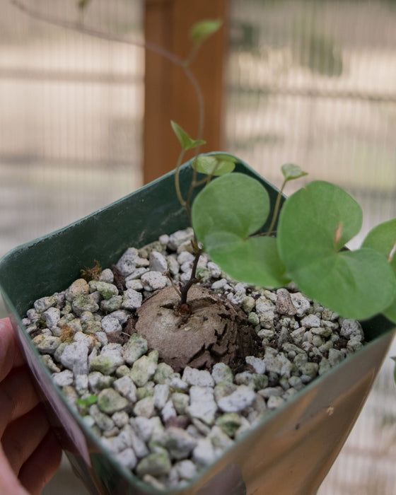 Dioscorea Elephantipes - 4"