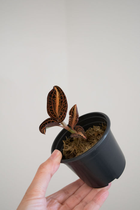 Anoectochilus Siamensis 'White Center'  'Jewel Orchid' - 2"