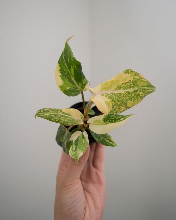 Philodendron Gloriosum 'Variegata' - 2"