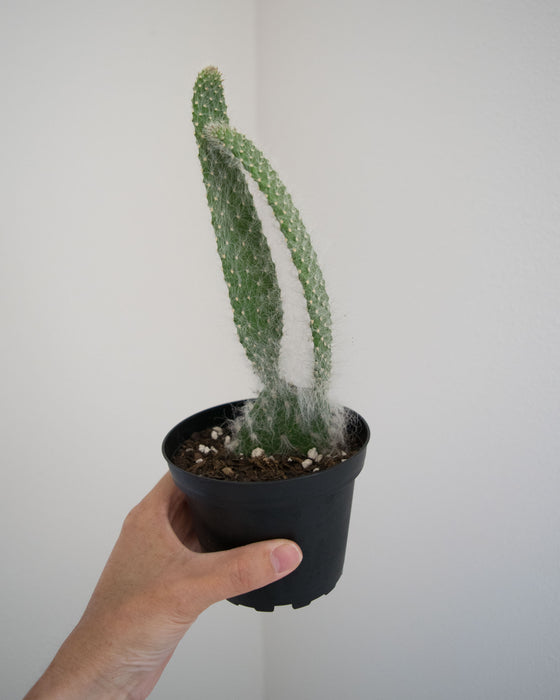 Opuntia Pailana 'Wooly Pads' - 4"