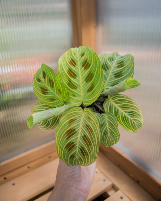 Maranta Leuc' 'Fantasy' - 4"
