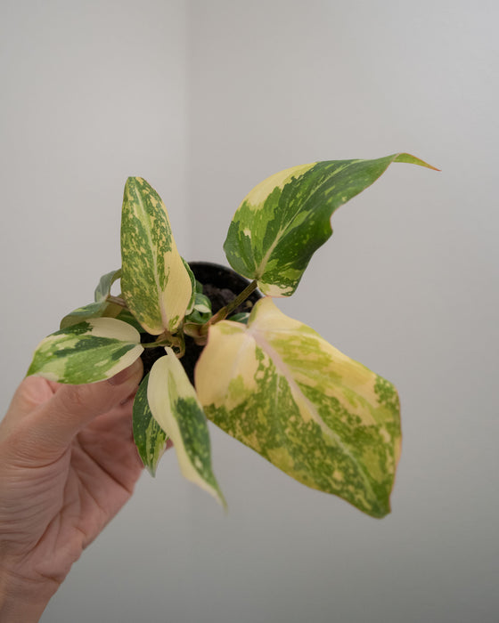 Philodendron Gloriosum 'Variegata' - 2"