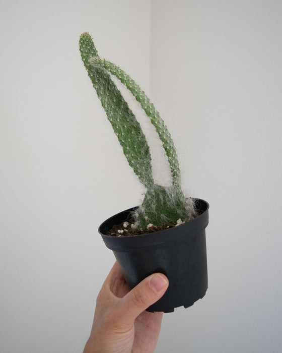 Opuntia Pailana 'Wooly Pads' - 4"