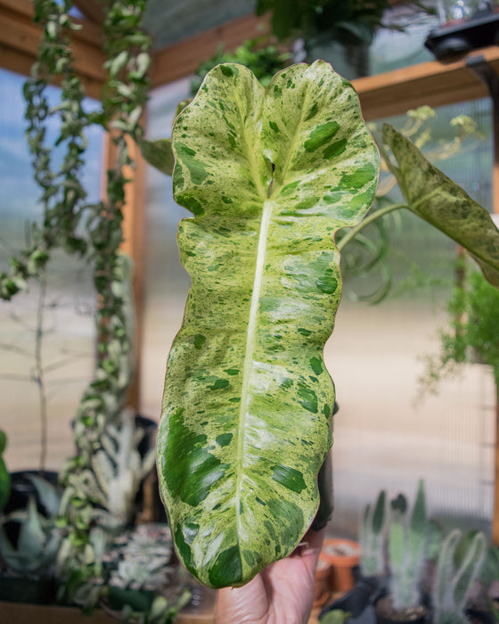 XL Philodendron Paraiso Verde - 4" (Pick Up Only)