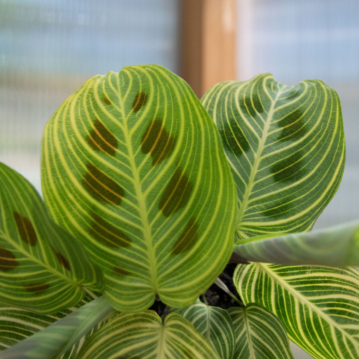 Maranta Leuc' 'Fantasy'