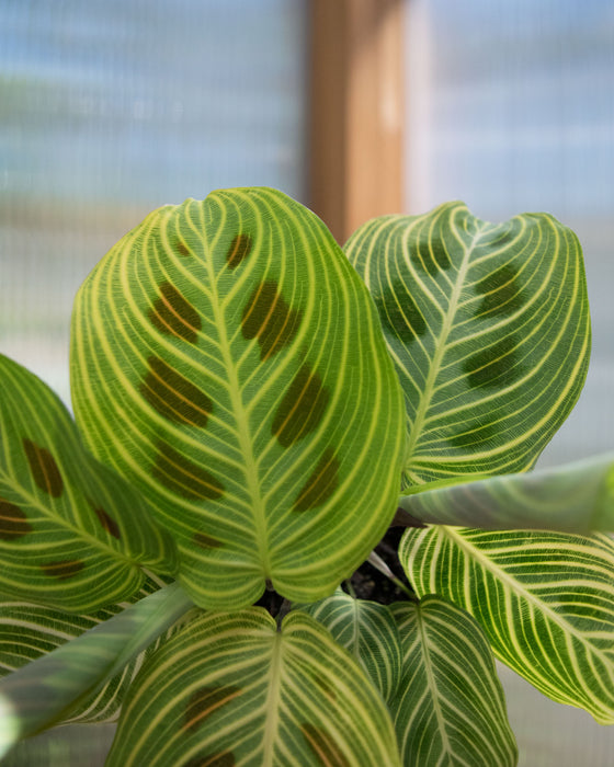 Maranta leuconeura 'Fantasy'