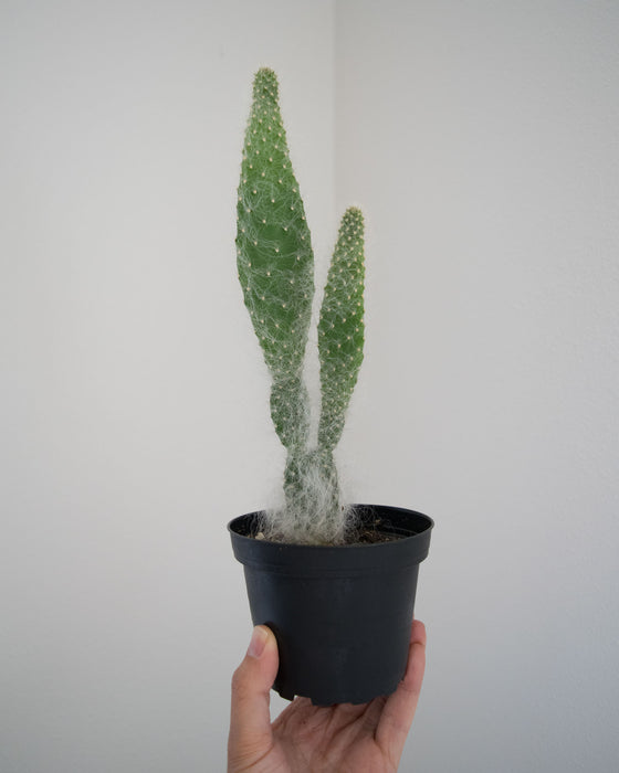Opuntia Pailana 'Wooly Pads' - 4"