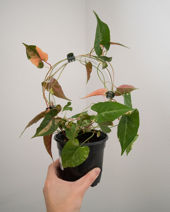 Fallopia Multiflora 'Variegated' - 4"
