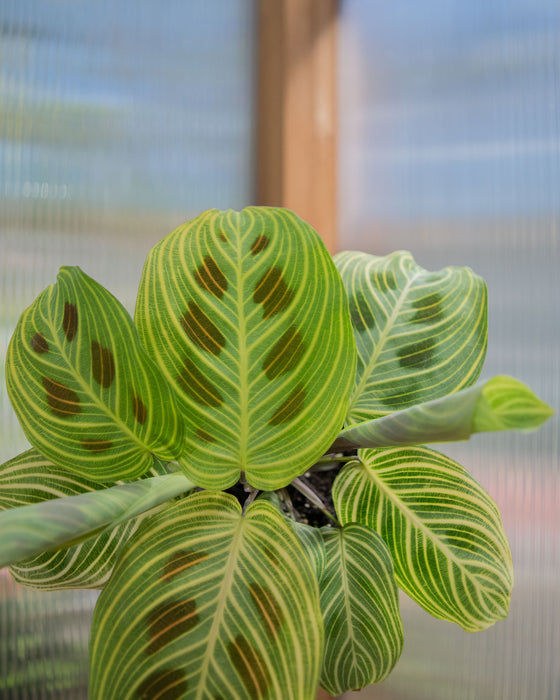 Maranta Leuc' 'Fantasy' - 4"