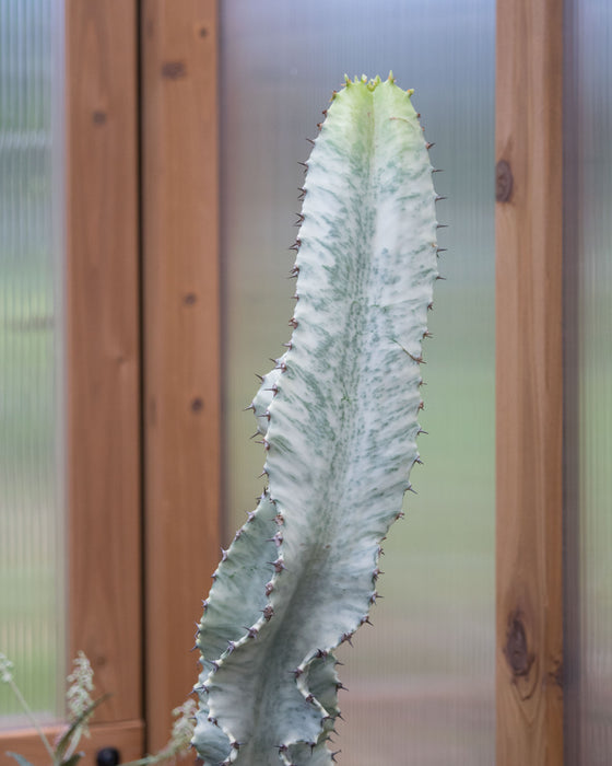 Euphorbia Ammak - 8" (Pick Up Only)