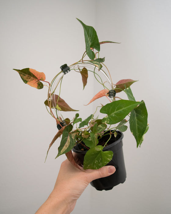 Fallopia Multiflora 'Variegated' - 4"