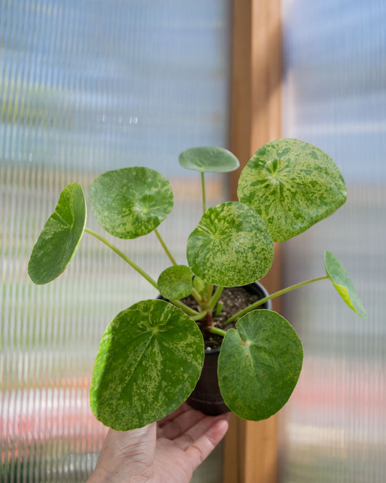 Pilea Peperomioides 'Mojito' - 4"