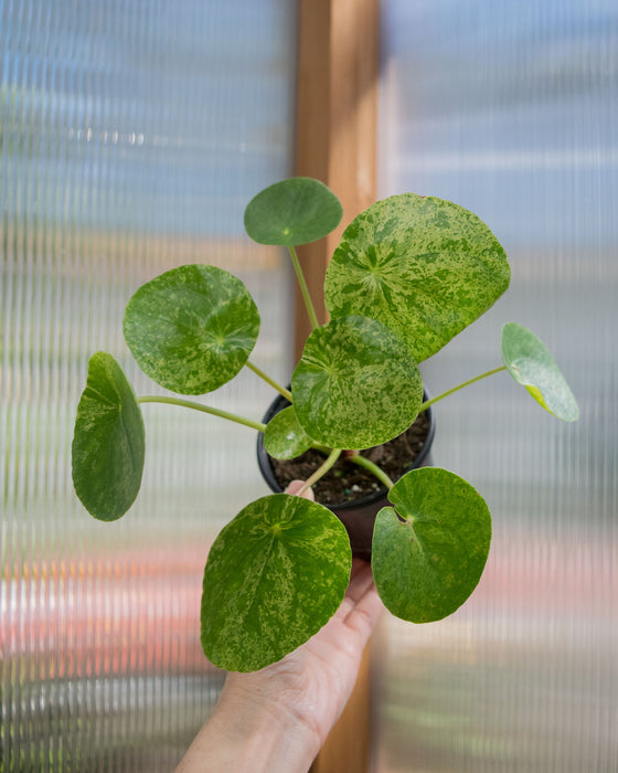 Pilea Peperomioides 'Mojito' - 4"