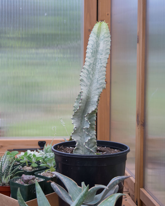 Euphorbia Ammak - 8" (Pick Up Only)