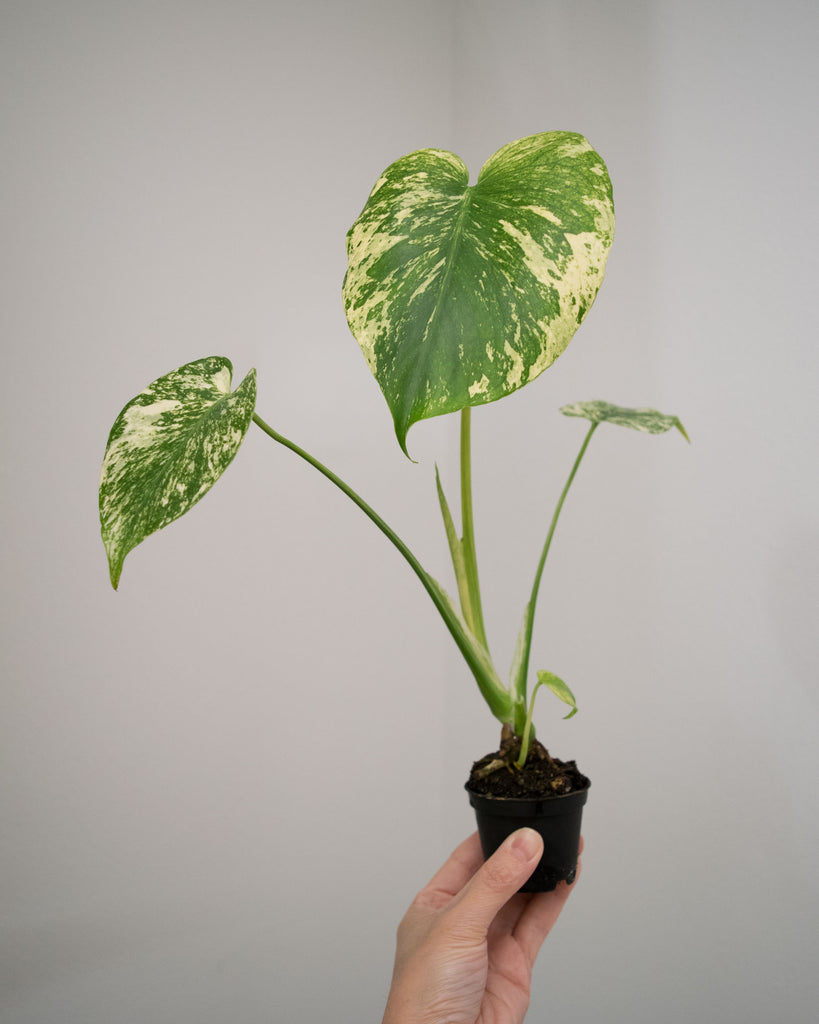 希少】Monstera deliciosa mint variegata 01