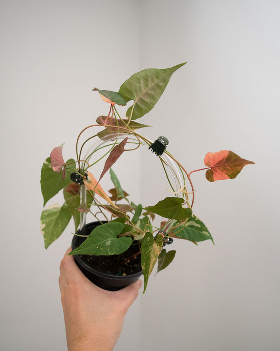 Fallopia Multiflora 'Variegated' - 4"