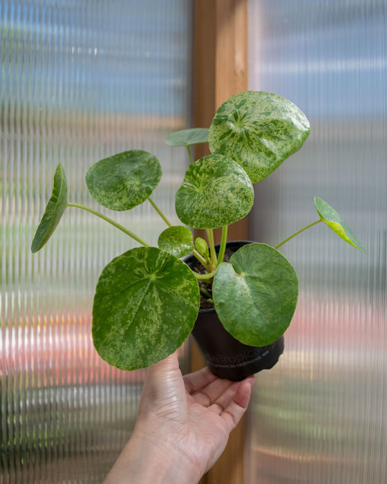 Pilea Peperomioides 'Mojito' - 4"