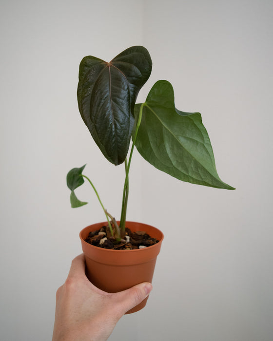 Anthurium 'Queen of Hearts' - 4"
