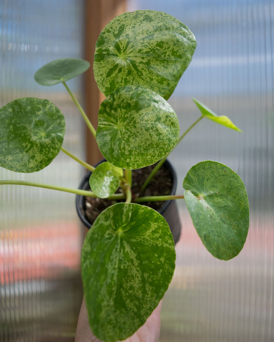 Pilea Peperomioides 'Mojito' - 4"