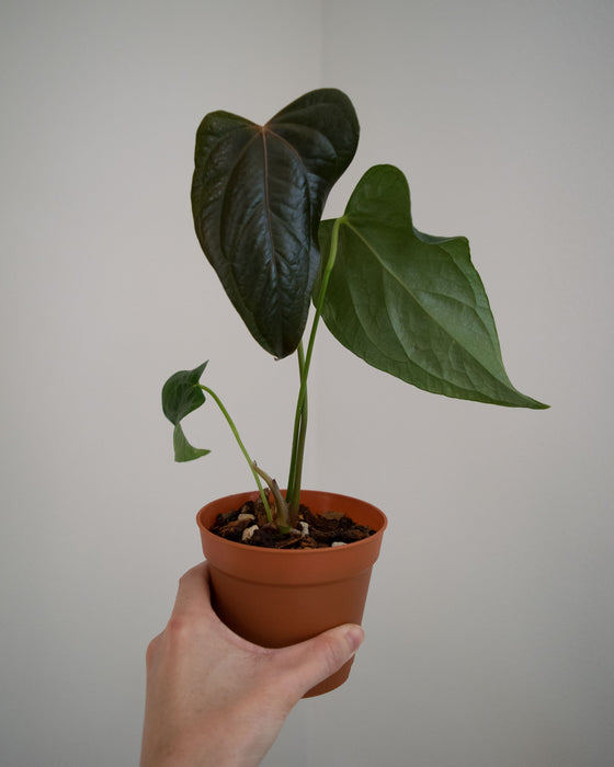 Anthurium 'Queen of Hearts' - 4"
