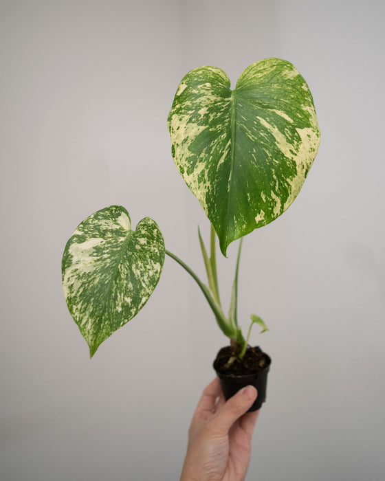 Monstera Deliciosa 'Mint' Variegated - 2"