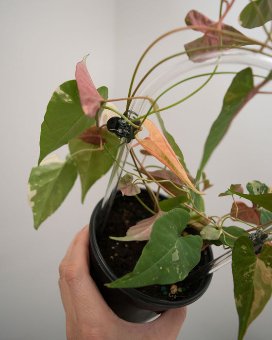 Fallopia Multiflora 'Variegated' - 4"