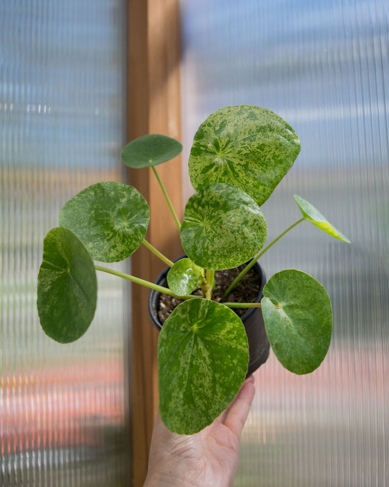Pilea Peperomioides 'Mojito' - 4"