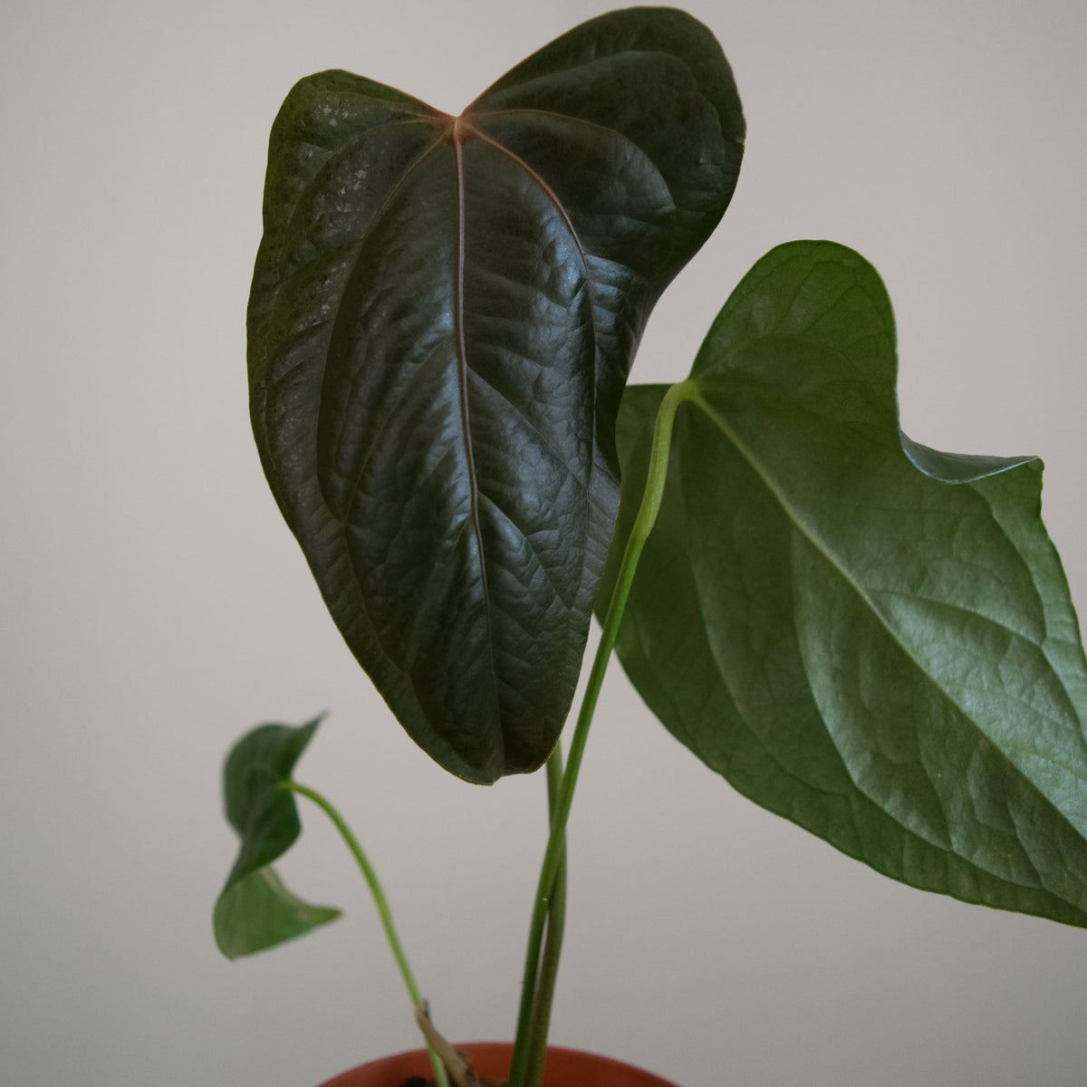 anthurium queen of hearts for sale Anthurium 'Queen of Hearts'