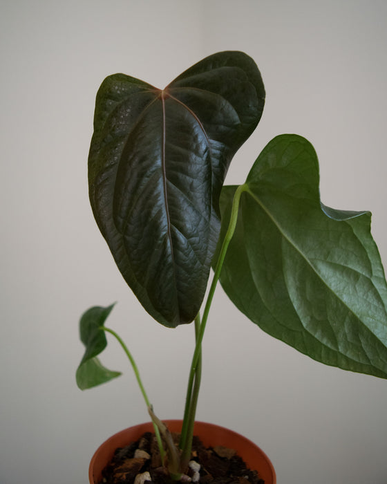 Anthurium 'Queen of Hearts' - 4"