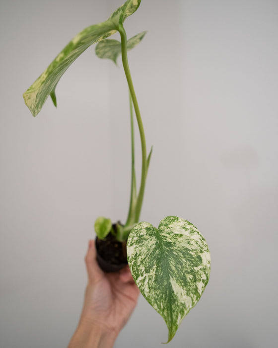 Monstera Deliciosa 'Mint' Variegated - 2"