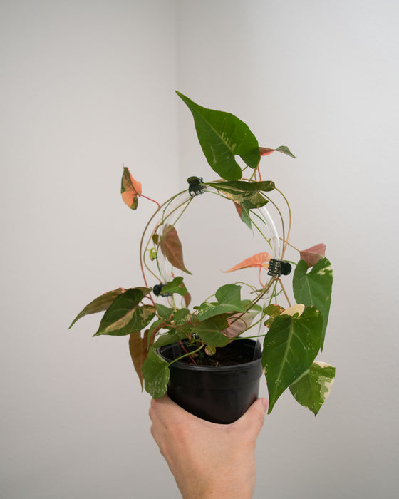 Fallopia Multiflora 'Variegated' - 4"