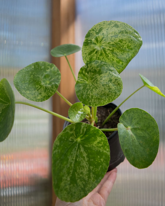 Pilea Peperomioides 'Mojito' - 4"