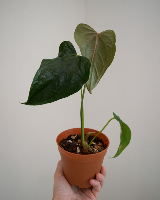 anthurium queen Anthurium 'Queen of Hearts'