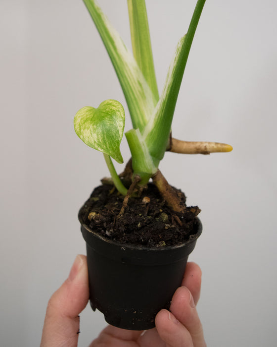 Monstera Deliciosa 'Mint' Variegated - 2"