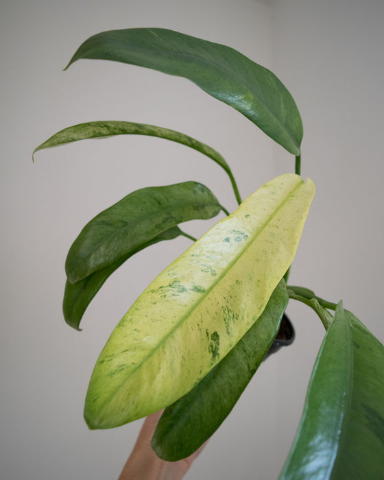 Epipremnum Giganteum 'Variegated' - 4"