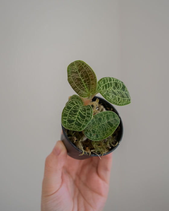 Macodes Petola 'Lightning Jewel Orchid' - 2"