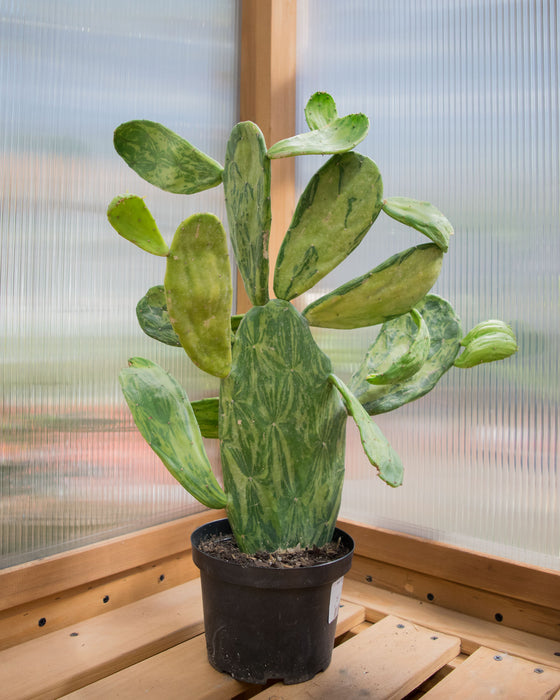 Opuntia Cochenillifera 'Variegata' - 6" (Pick Up Only)