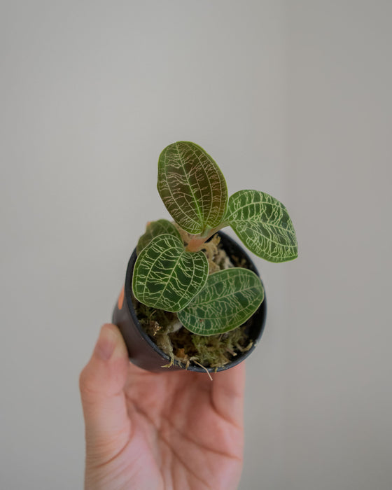 Macodes Petola 'Lightning Jewel Orchid' - 2"